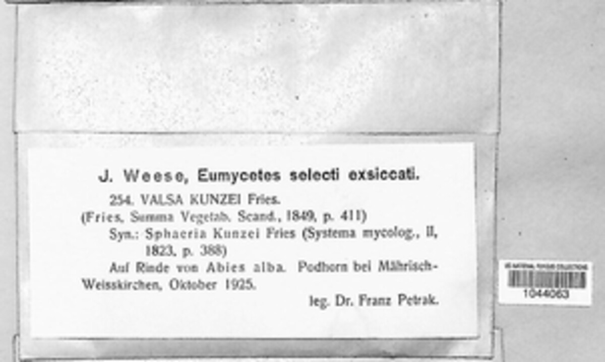 Cytospora kunzei image